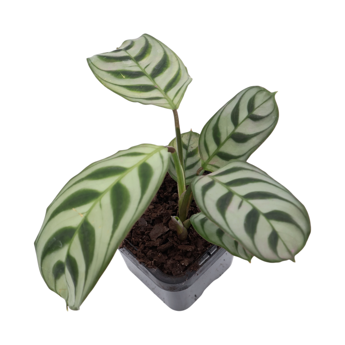 Ctenanthe burle marxii Amabilis 70mm