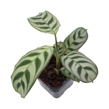 Ctenanthe burle marxii Amabilis 70mm