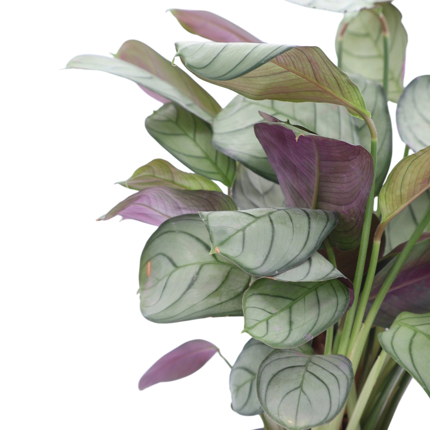 Ctenanthe Amagris 100mm