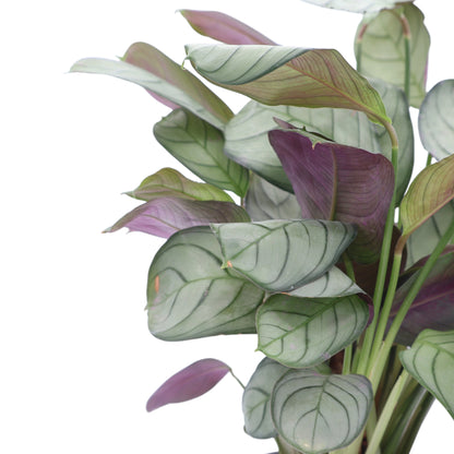 Ctenanthe Amagris 100mm