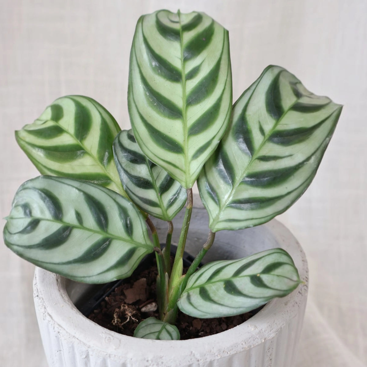 Ctenanthe burle marxii Amabilis 70mm