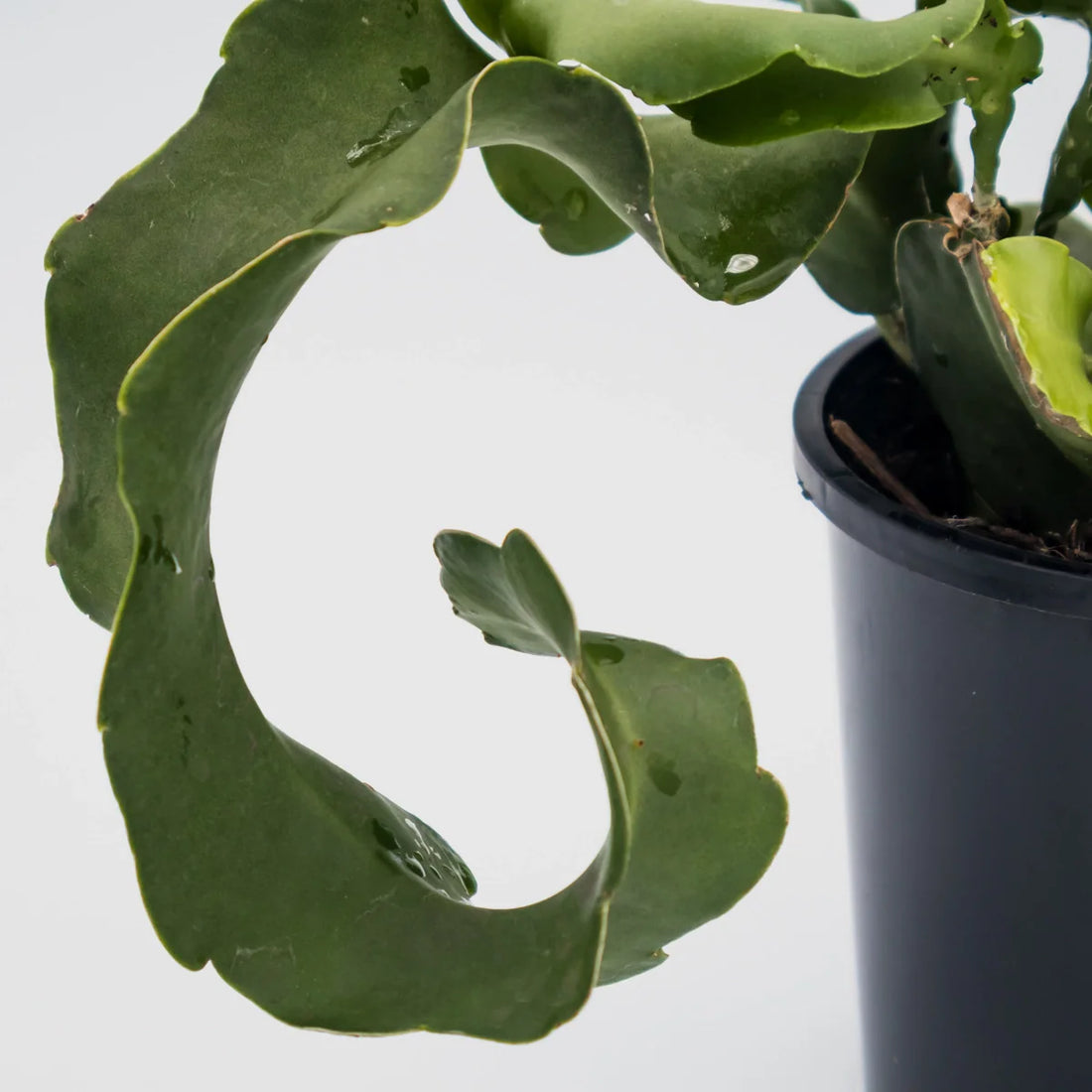 Curly Sue - Epiphyllum Guatamalense Monstrose 100mm