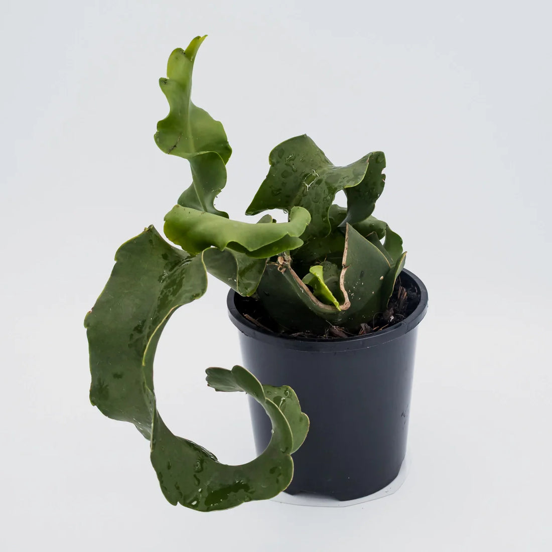 Curly Sue - Epiphyllum Guatamalense Monstrose 100mm