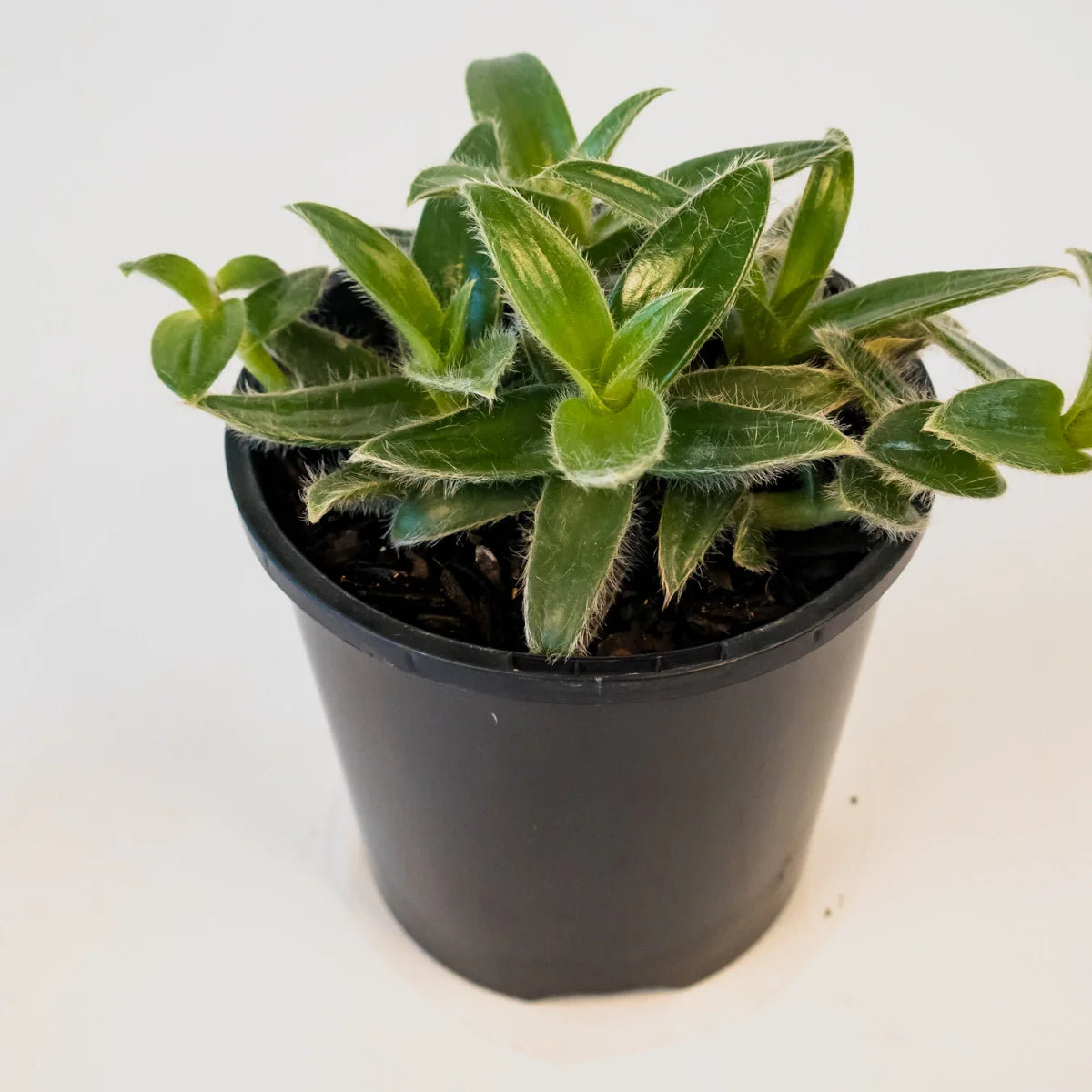 Cyanotis somaliensis - Kitten Ears 100mm