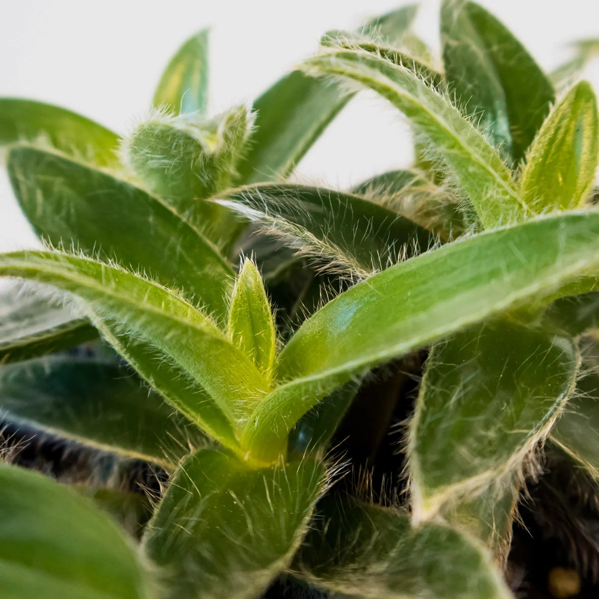 Cyanotis somaliensis - Kitten Ears 100mm
