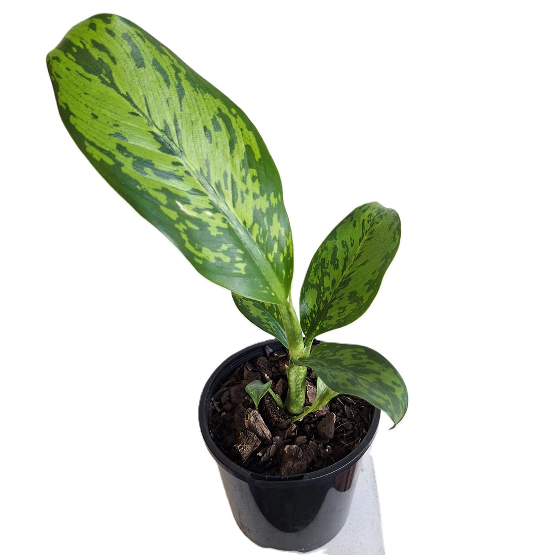 Dieffenbachia Crocodile 100mm