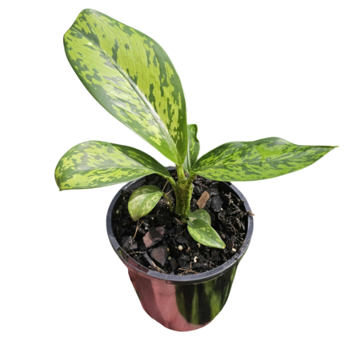 Dieffenbachia Crocodile 100mm