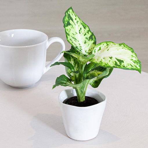 Dieffenbachia Amy - Dumb Cane 70mm
