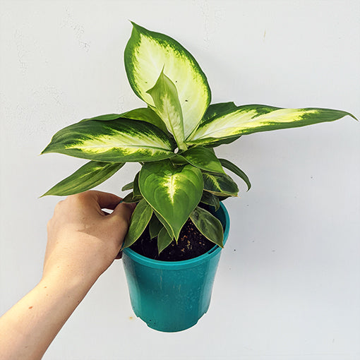 Dieffenbachia Tropic Marianne 180mm