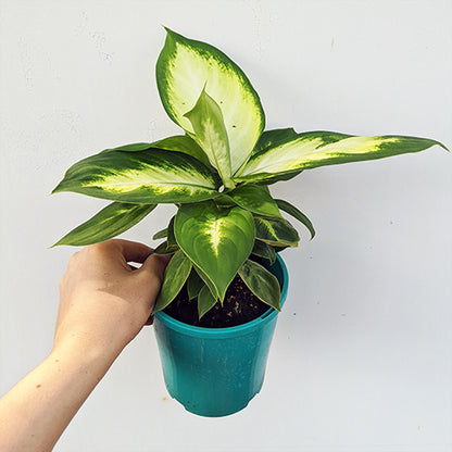 Dieffenbachia Tropic Marianne 180mm