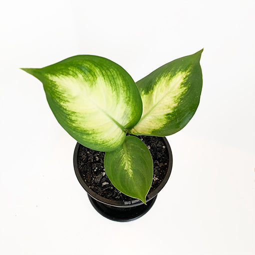 Dieffenbachia Marianne 120mm