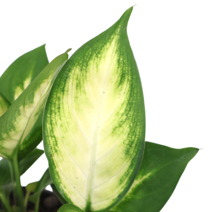 Dieffenbachia Marianne 120mm