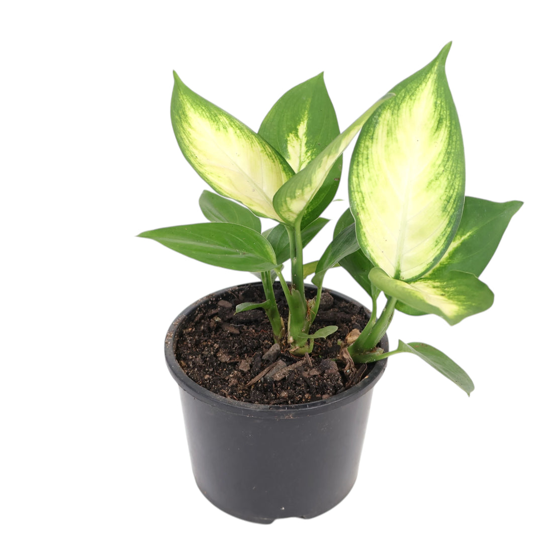 Dieffenbachia Marianne 120mm