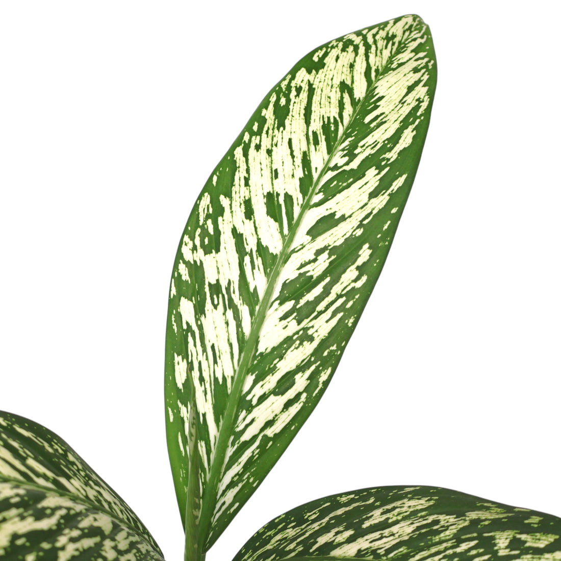 Dieffenbachia White Blizzard 100mm