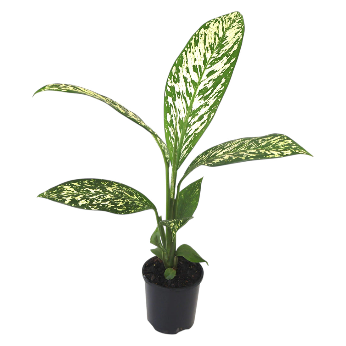 Dieffenbachia White Blizzard 100mm