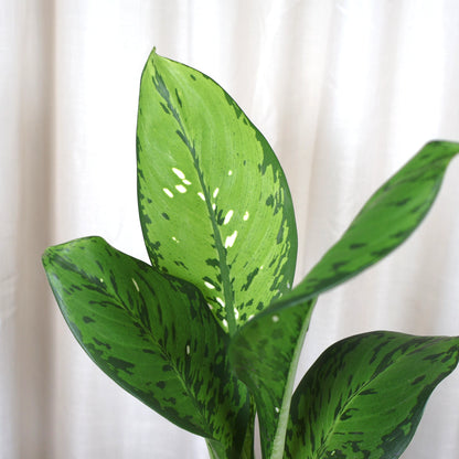 Dieffenbachia Crocodile 100mm