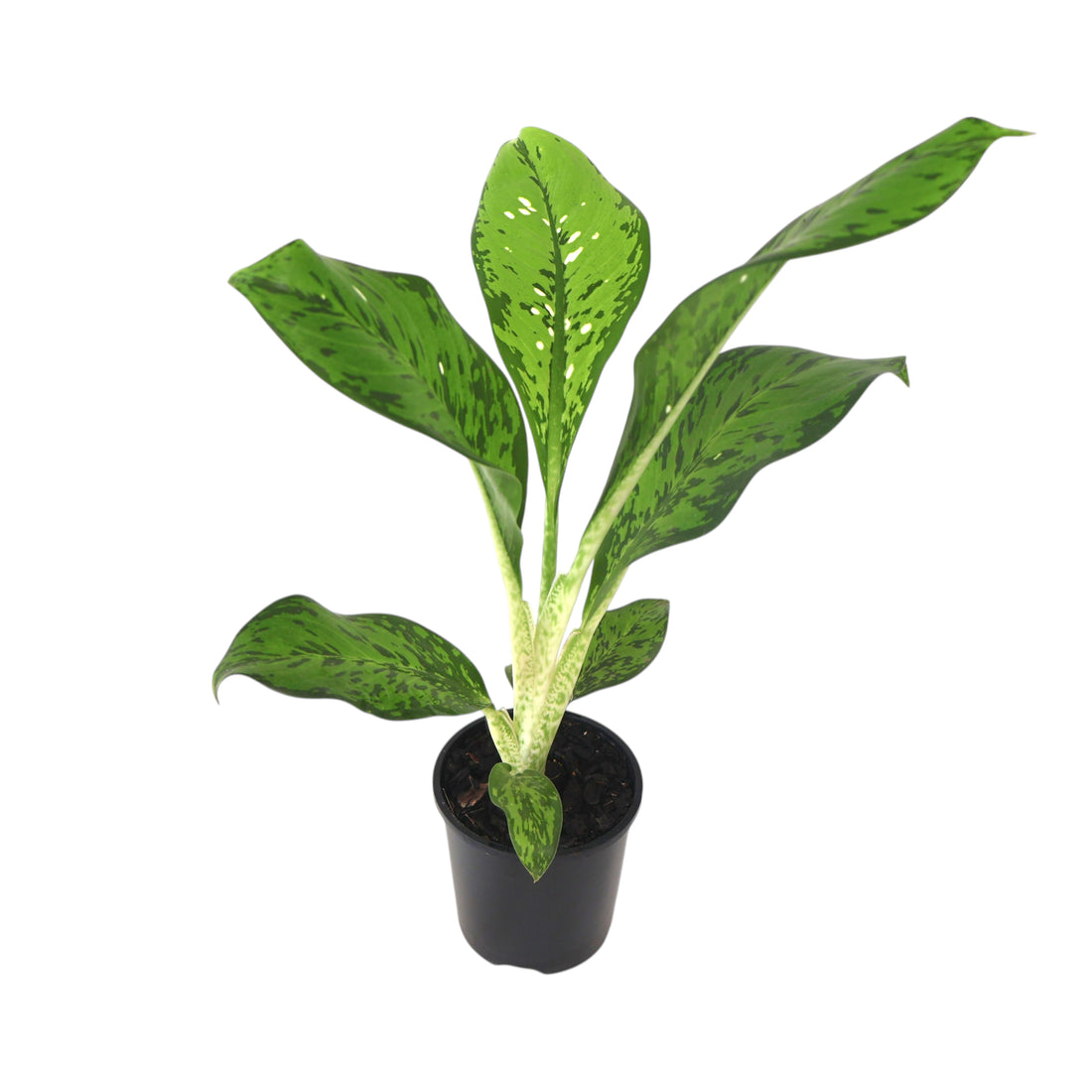 Dieffenbachia Crocodile 100mm