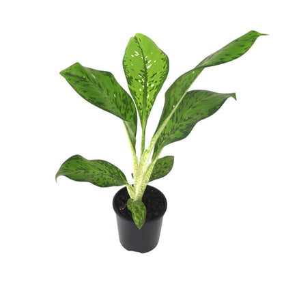 Dieffenbachia Crocodile 100mm