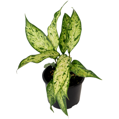 Dieffenbachia Star Bright 120mm