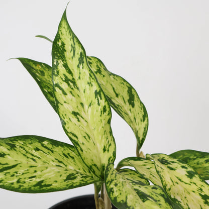 Dieffenbachia Star Bright 120mm