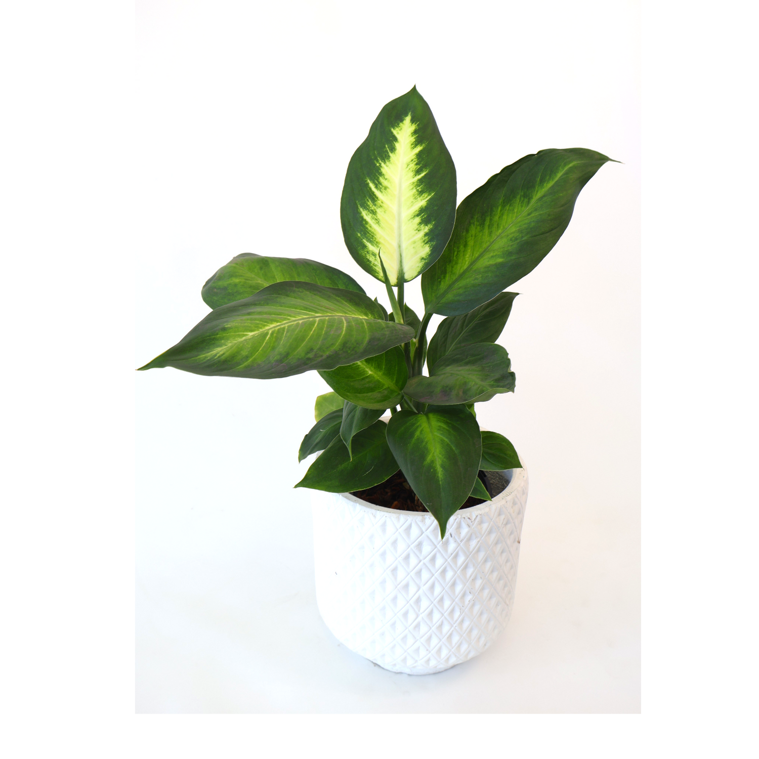 Dieffenbachia Tropic Marianne 125mm