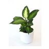 Dieffenbachia Tropic Marianne 125mm