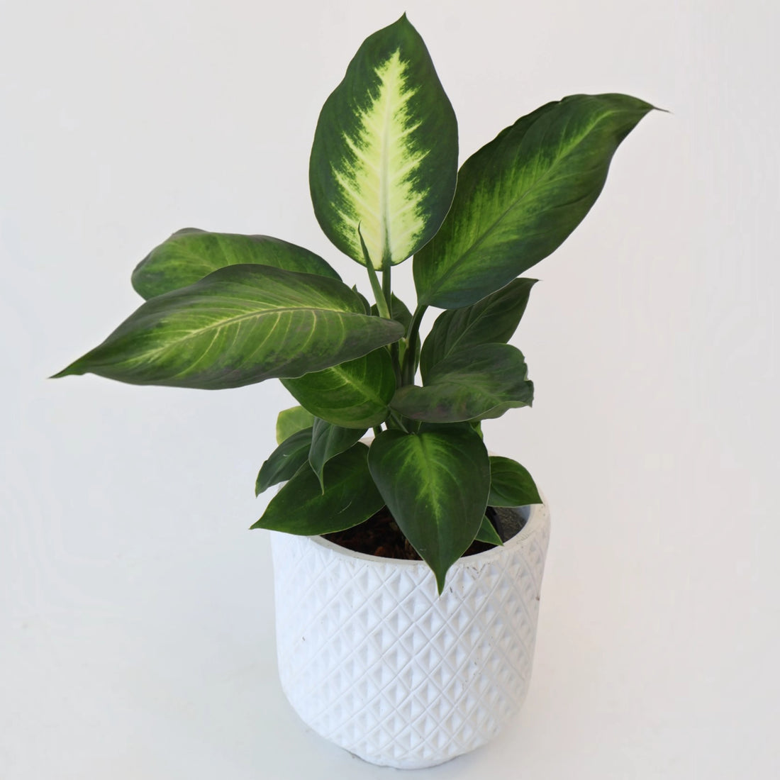 Dieffenbachia Marianne 120mm