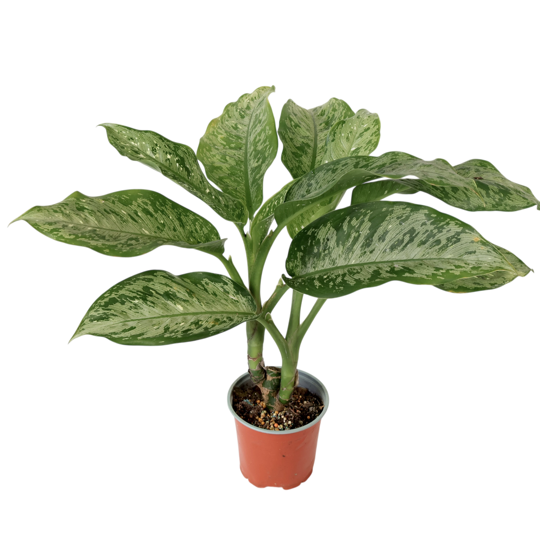 Dieffenbachia Tropical Tiki 120mm