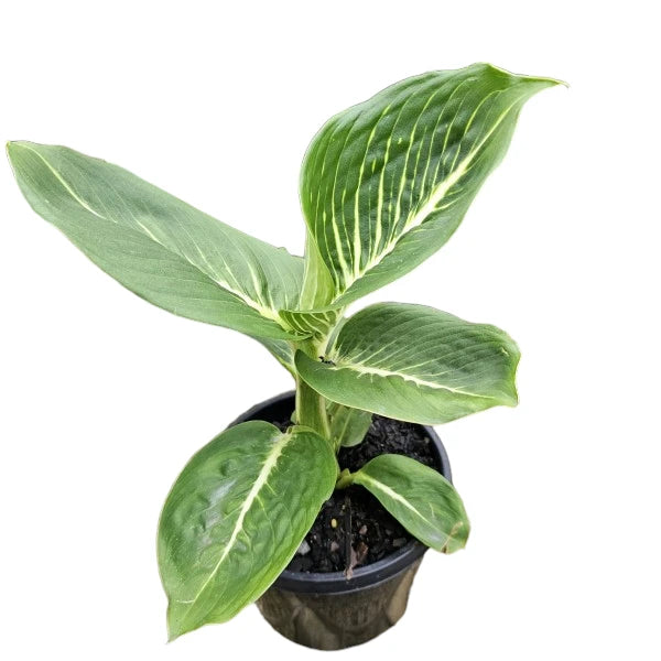 Dieffenbachia Wilsons Delight 180mm
