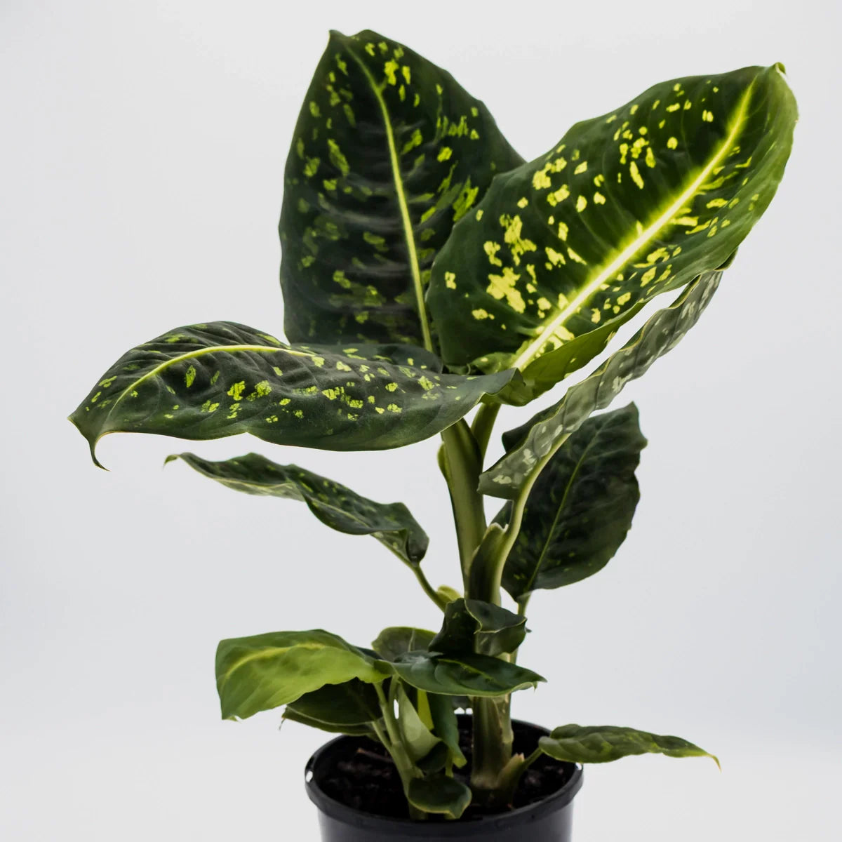 Dieffenbachia maculata Reflector 125mm