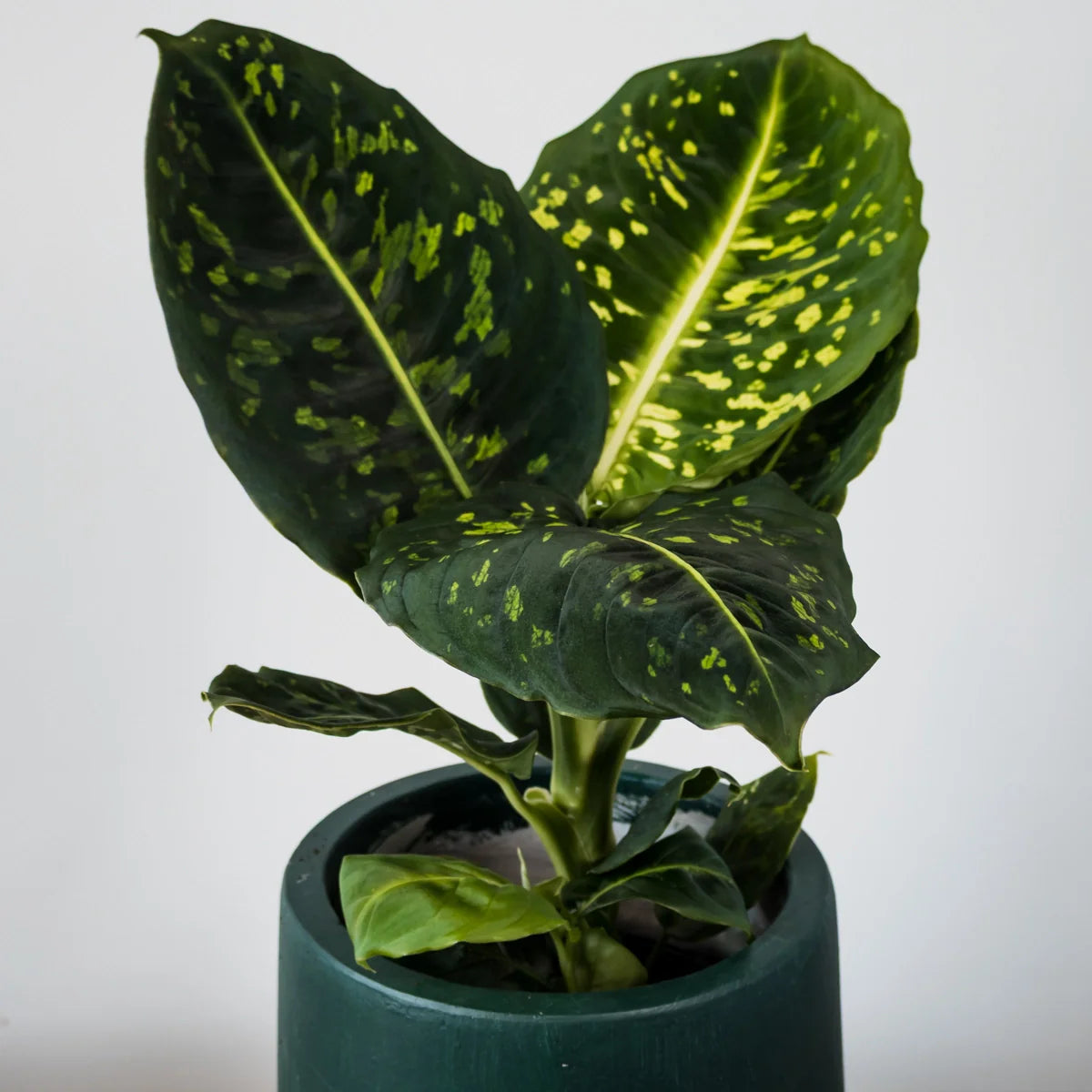 Dieffenbachia maculata Reflector 125mm