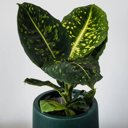 Dieffenbachia maculata Reflector 125mm