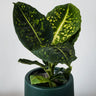 Dieffenbachia maculata Reflector 125mm