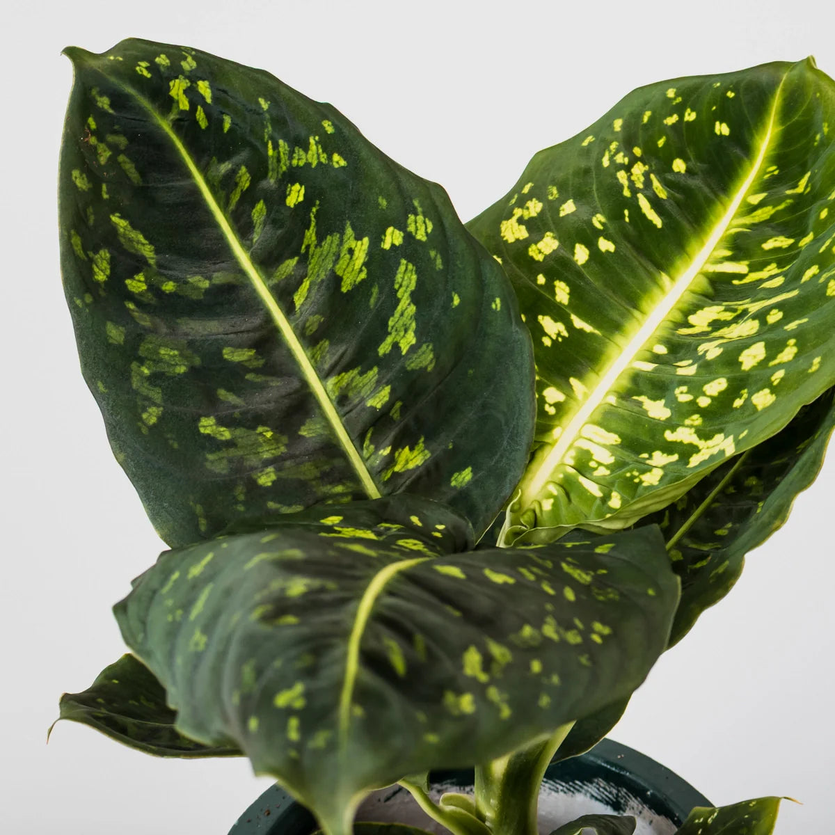 Dieffenbachia maculata Reflector 125mm