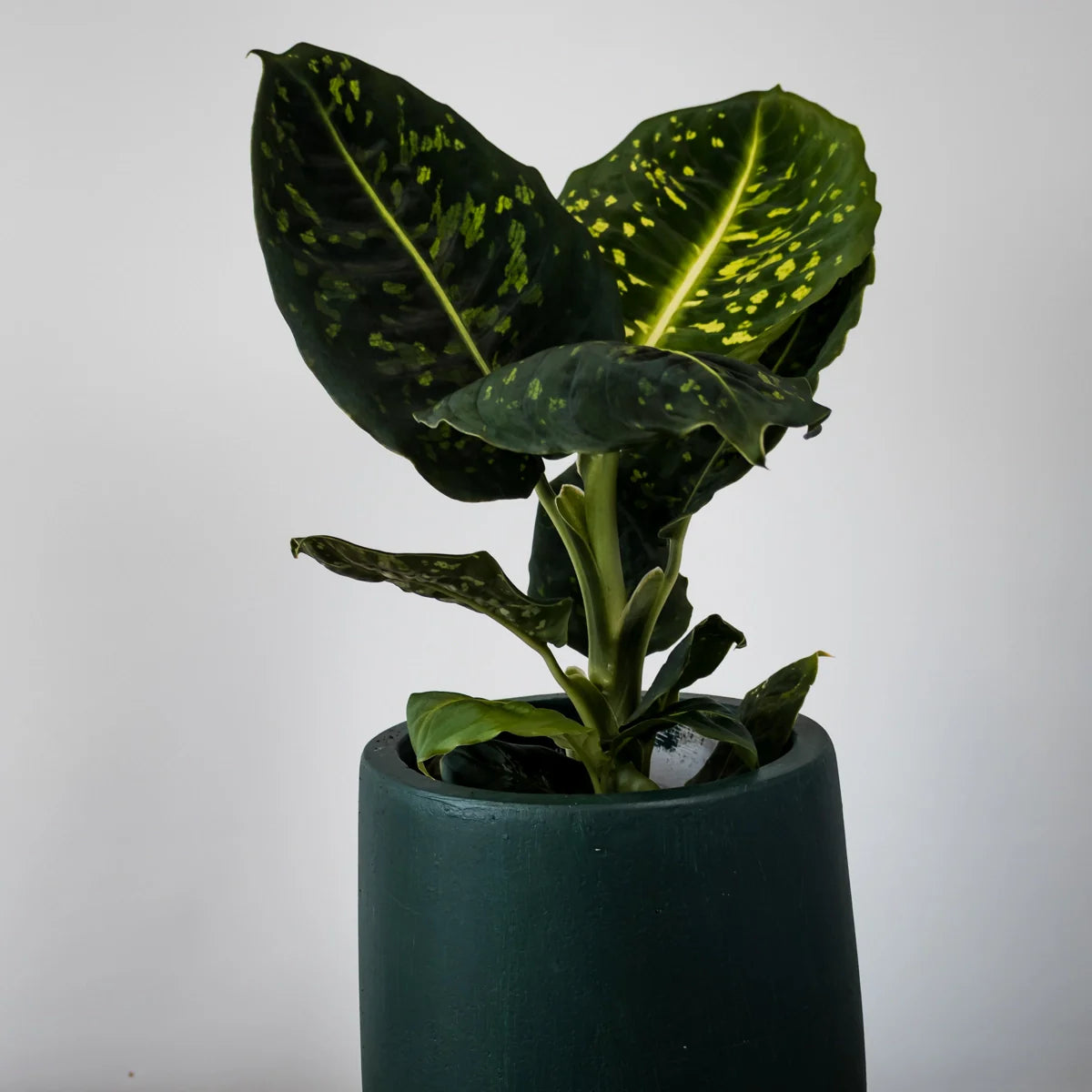 Dieffenbachia maculata Reflector 125mm