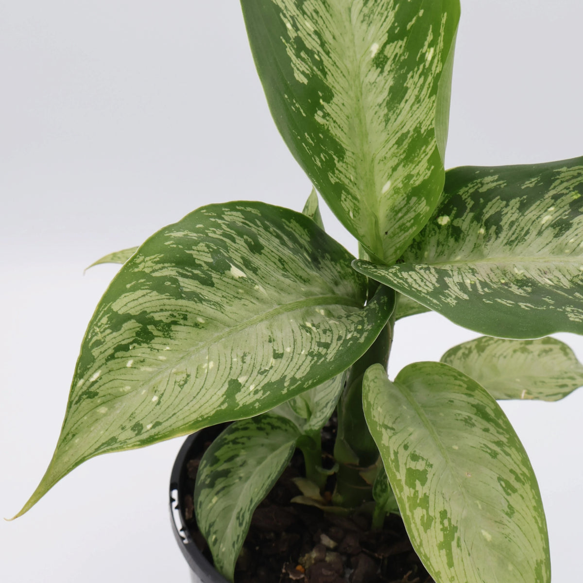 Dieffenbachia maculata Memoria Corsii 125mm