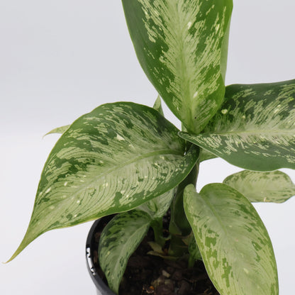 Dieffenbachia maculata Memoria Corsii 125mm