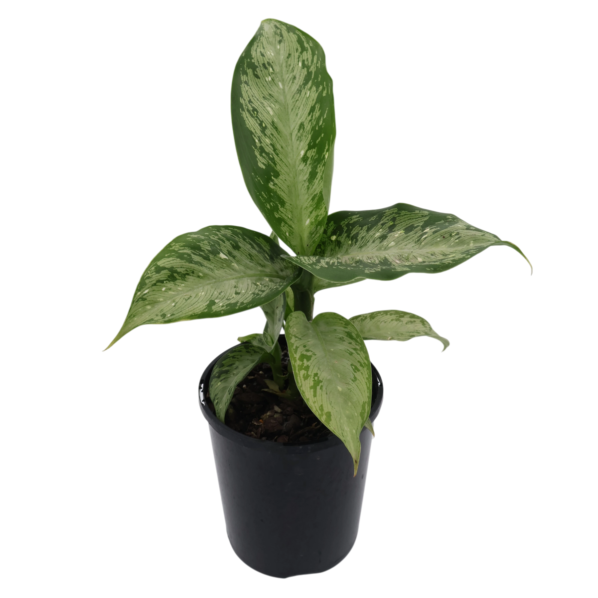 Dieffenbachia maculata Memoria Corsii 125mm