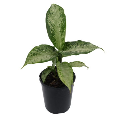 Dieffenbachia maculata Memoria Corsii 125mm