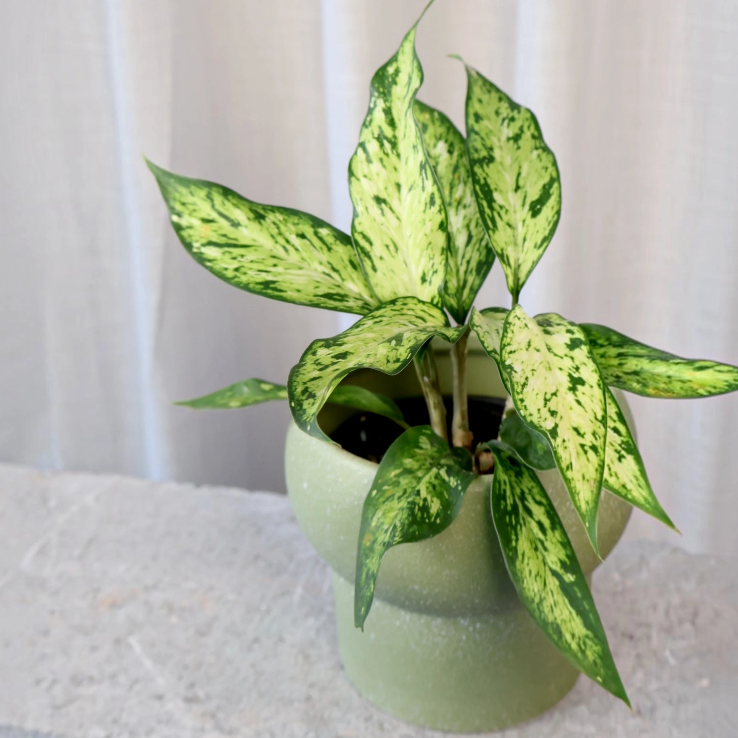 Dieffenbachia Star Bright 120mm