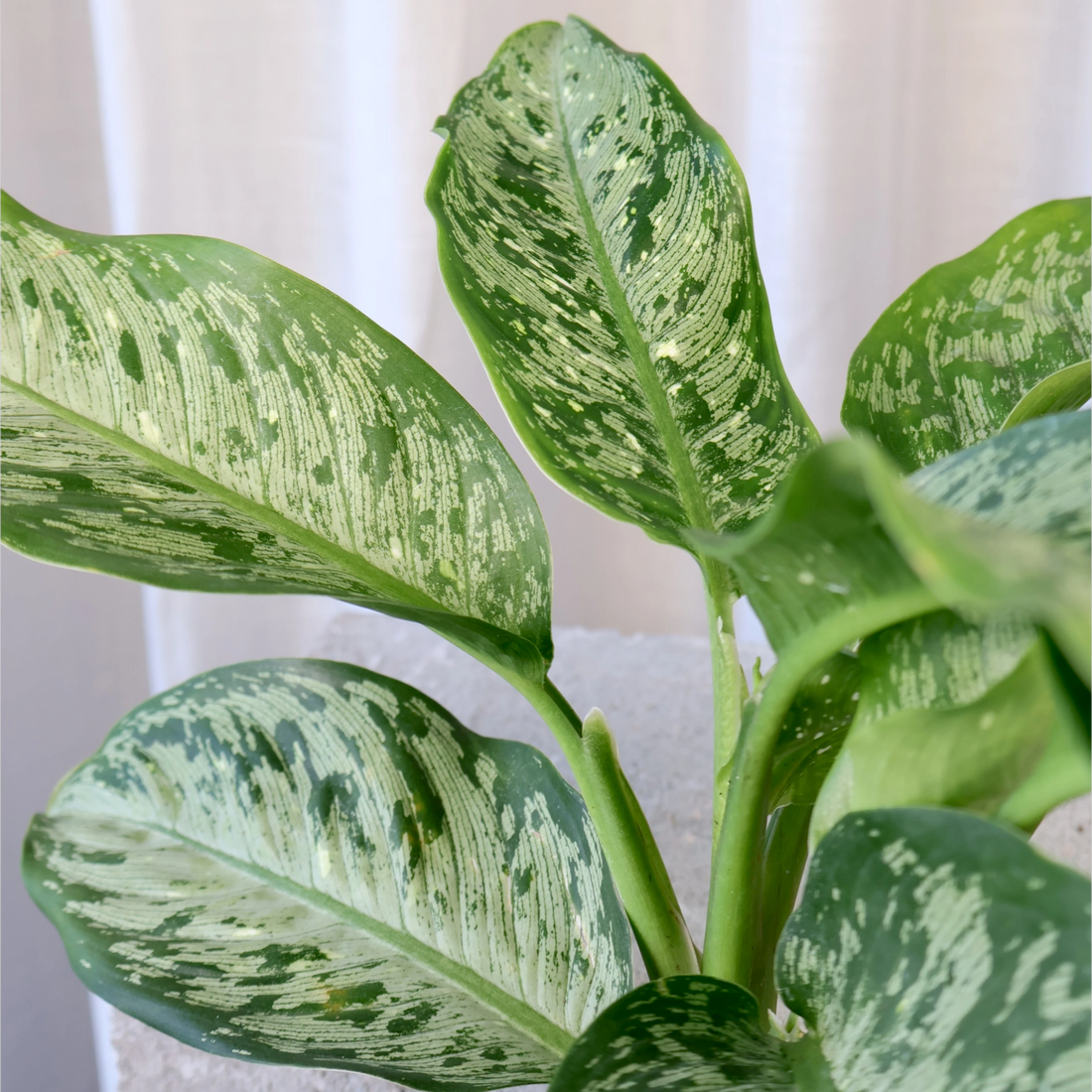 Dieffenbachia Tropical Tiki 120mm