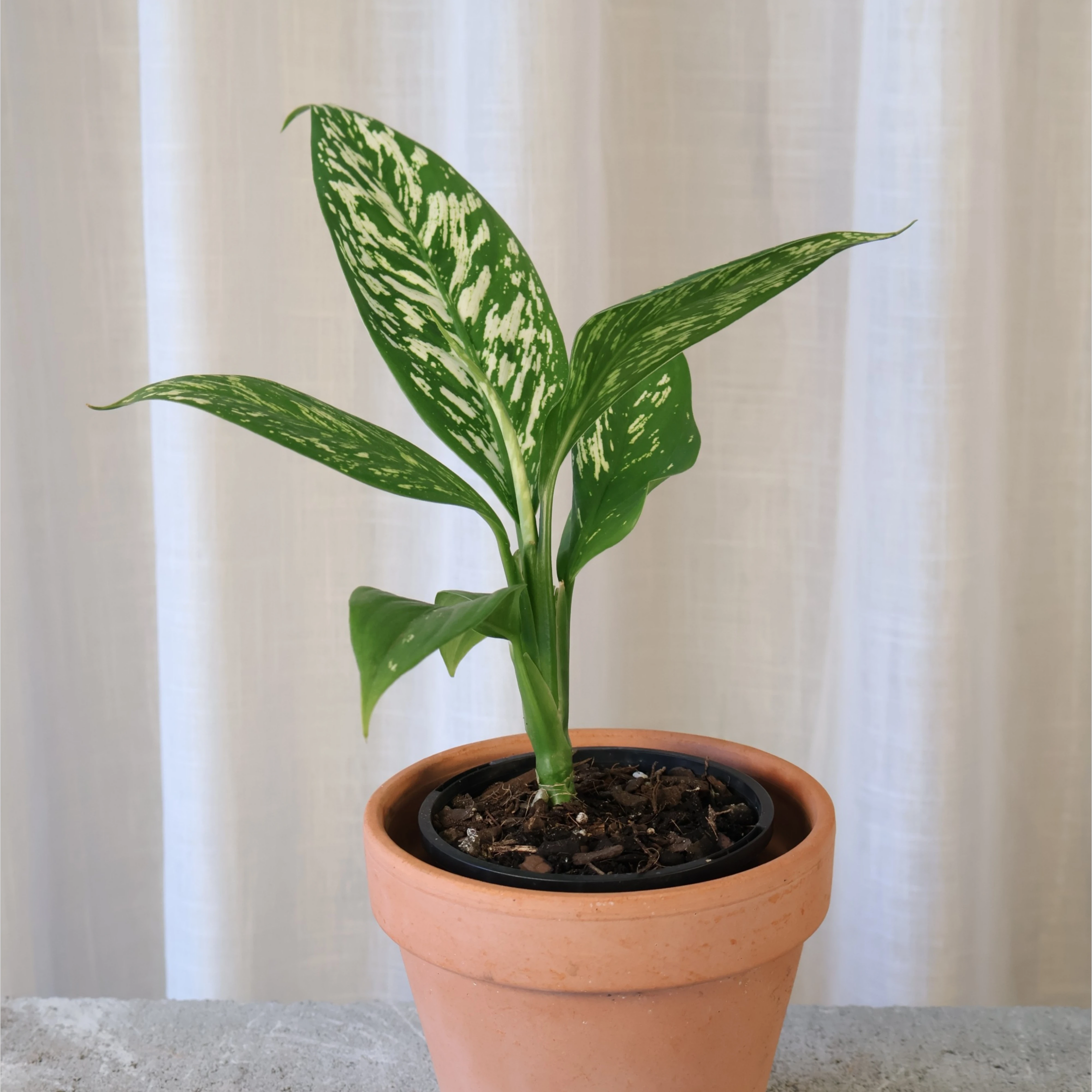 Dieffenbachia White Blizzard 100mm