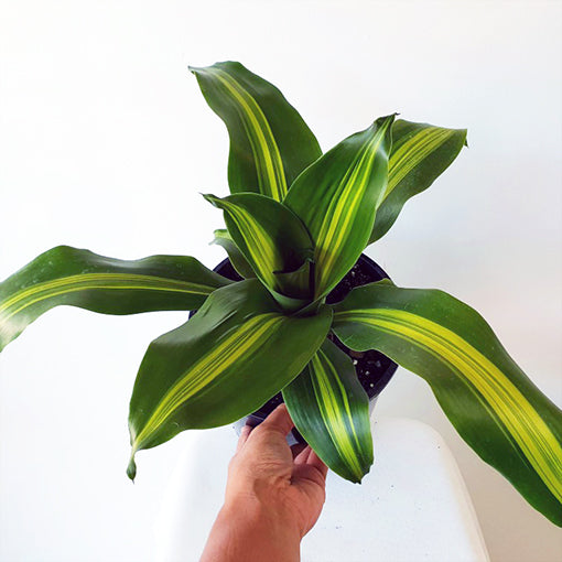 Dracaena Fragrans Burley 200mm