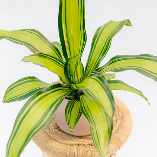 Dracaena Fragans Marley 70mm