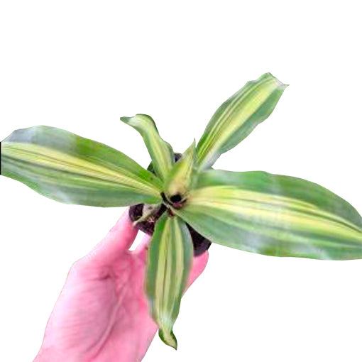 Dracaena Fragrans Burley 70mm