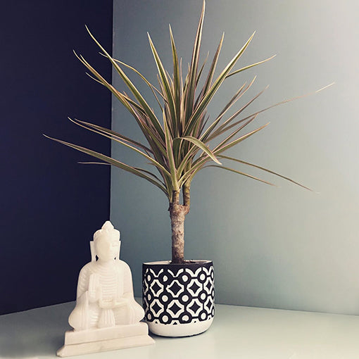 Dracaena Tricolor - Madagascan Dragon Tree 140mm