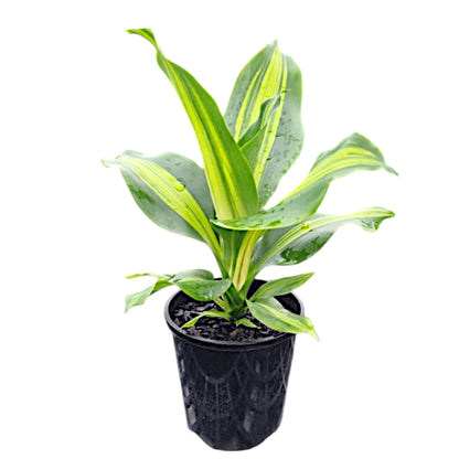 Dracaena fragrans - Golden Heart 140mm