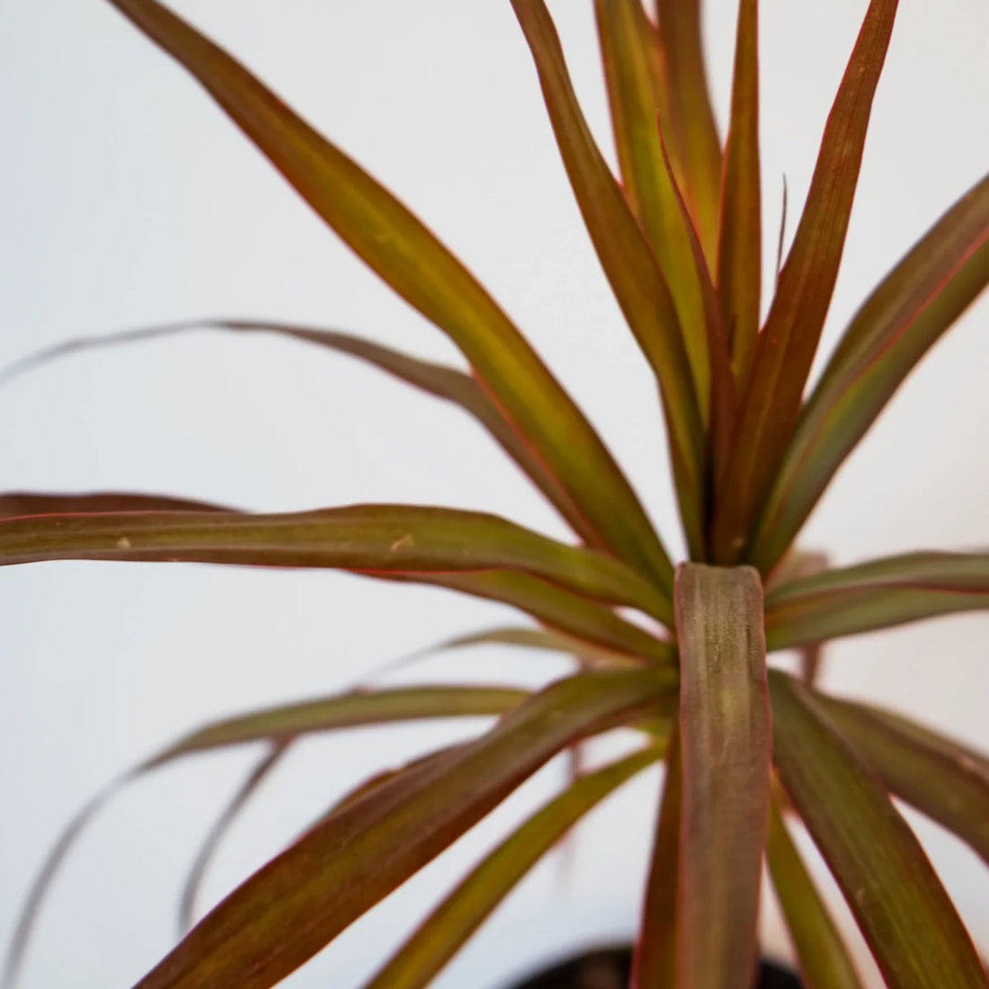 Dracaena Black Knight - Madagascar Dragon Tree 120mm