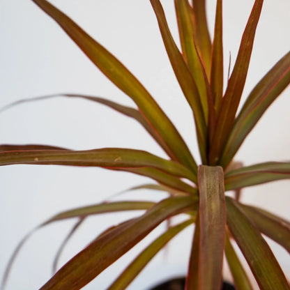 Dracaena Black Knight - Madagascar Dragon Tree 120mm
