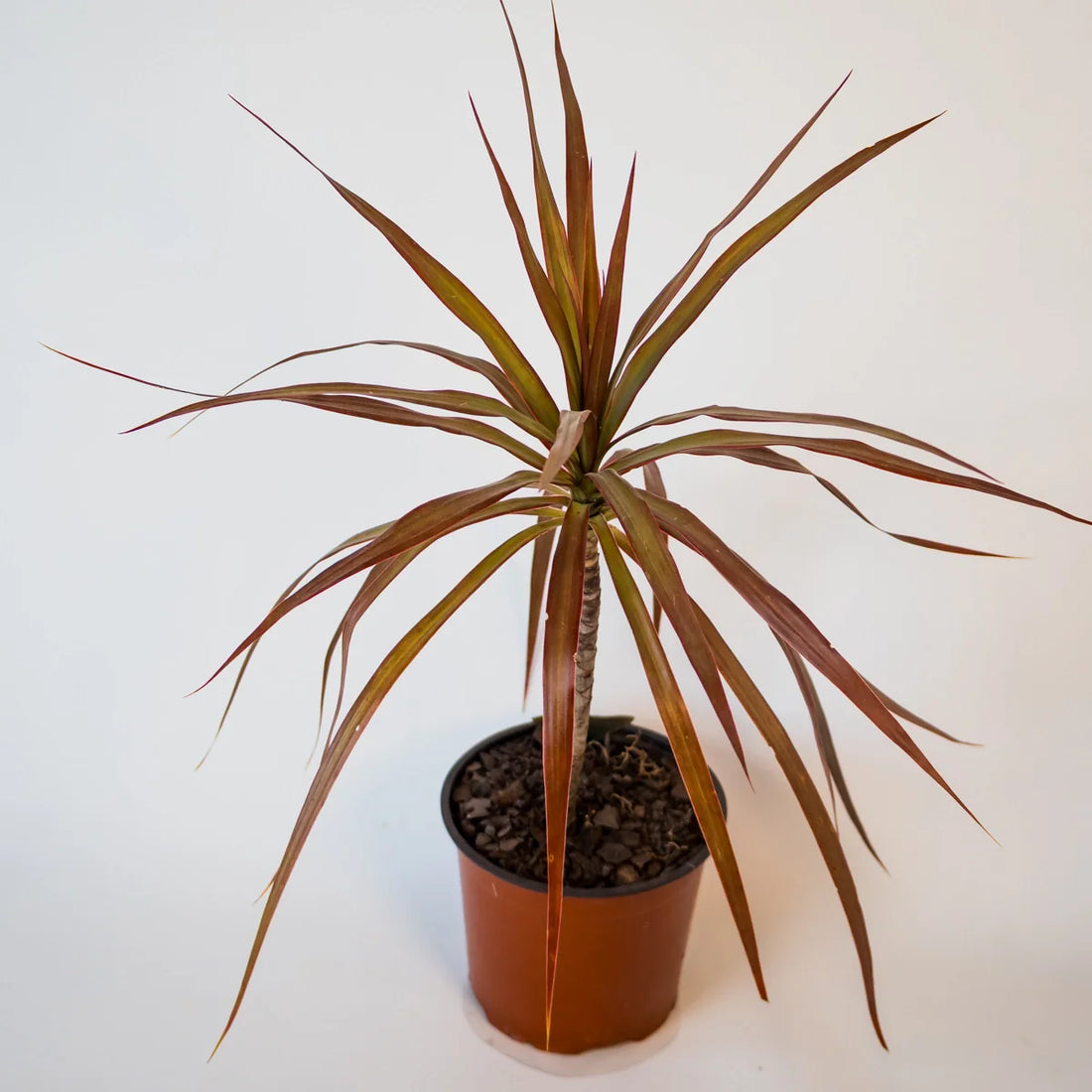 Dracaena Black Knight - Madagascar Dragon Tree 120mm